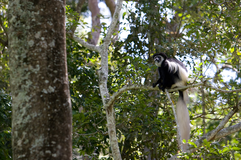 Eastern Black And White Colobus In Tree